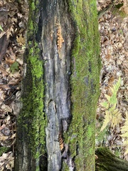Pholiota squarrosoides