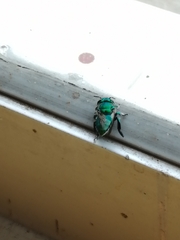 Euglossa