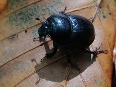 Anoplotrupes