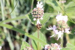 Apis mellifera scutellata