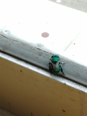 Euglossa