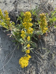 Solidago spathulata