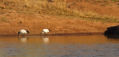 Threskiornis aethiopicus