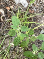 Croton monanthogynus