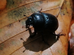 Anoplotrupes