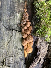 Pholiota squarrosoides