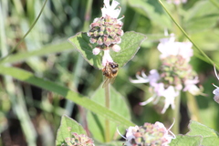 Apis mellifera scutellata