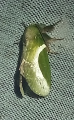Disphragis splendens