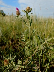 Centaurea trichocephala