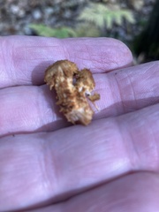 Pholiota squarrosoides