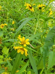 Bidens aristosa