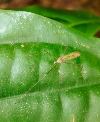 Tipulomorpha