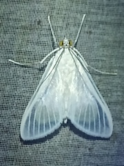 Palpita flegia