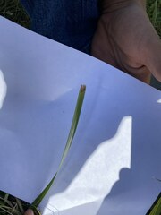 Symphyotrichum oblongifolium