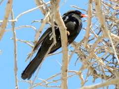 Bubalornis niger niger