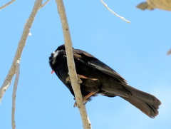 Bubalornis niger niger