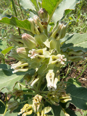 Asclepias nyctaginifolia