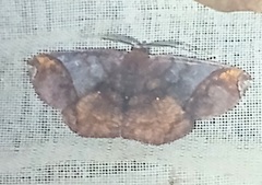 Thysanopyga abdominaria