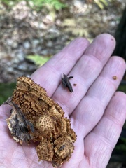 Pholiota squarrosoides