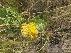 Solidago mollis
