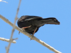 Bubalornis niger niger