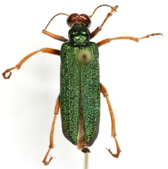 Eupompha fissiceps
