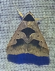 Anoba trigonoides