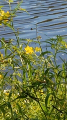Ludwigia leptocarpa