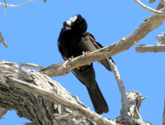 Bubalornis niger niger