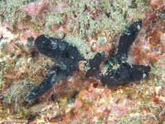 Chalinula parasimulans