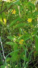 Ludwigia leptocarpa