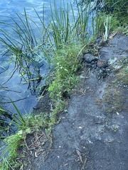 Hydrocharis morsus-ranae