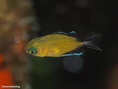 Chromis limbata