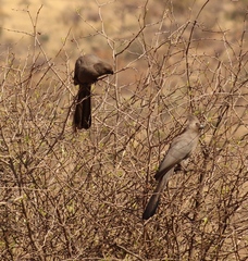 Corythaixoides concolor