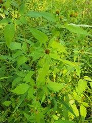 Bidens connata