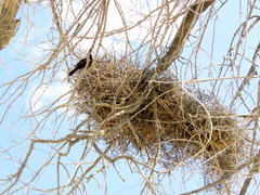Bubalornis niger niger