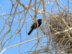 Bubalornis niger niger