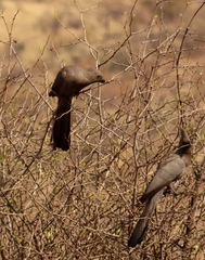 Corythaixoides concolor