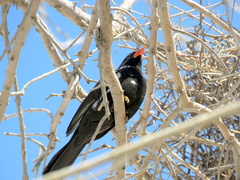 Bubalornis niger niger