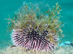 Sphaerechinus granularis