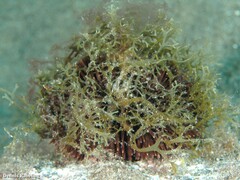 Sphaerechinus granularis