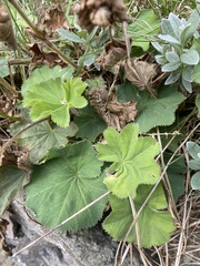 Alchemilla mollis