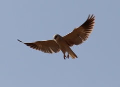 Elanus caeruleus caeruleus