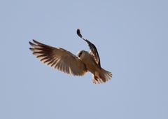 Elanus caeruleus caeruleus