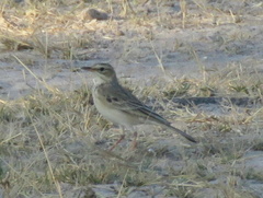 Anthus cinnamomeus bocagii