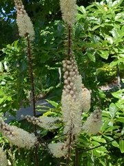 Actaea racemosa