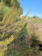 Cliffortia ruscifolia