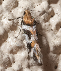 Aristotelia devexella