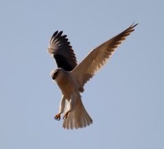 Elanus caeruleus caeruleus