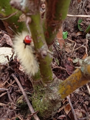Noctuoidea